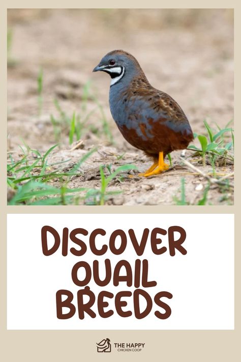 Discover the perfect quail breed with guidance from The Happy Chicken Coop. Their comprehensive manual will assist you in choosing the ideal quail species that aligns with your specific requirements and preferences. Whether you're a seasoned farmer or an aspiring quail enthusiast, this guide will provide invaluable insights for selecting the right breed to suit your unique situation. Choose wisely and enhance your quail-raising experience today! Quail Coop Ideas Diy, Quail Breeds, Quail Raising, Button Quail, Training Chickens, Quail Coop, Goat Health, Raising Quail, Goat Care