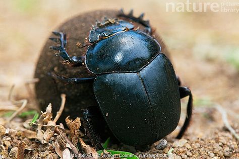 Dung Beetle, Beetle Art, Sketch Painting, Flora And Fauna, Big Cats, Linocut, Ants, Riding Helmets, Bugs