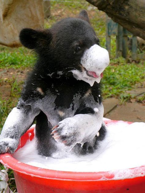 Black Bear Cub, Baby Bears, Bear Pictures, Bear Cubs, Cute Animal Pictures, Cute Bear, Sweet Animals, Baby Bear, Black Bear