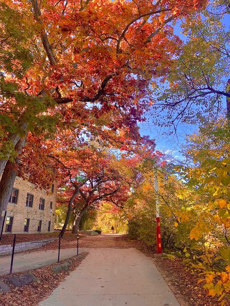 Wisconsin College Aesthetic, Fall In Wisconsin, Fall At College, University Fall Aesthetic, College Halloween Aesthetic, University Of Wisconsin Madison Aesthetic, Madison Season, Sunny Autumn Aesthetic, Sunny Fall Aesthetic