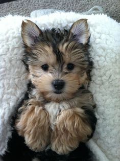 My morkie! #yorkshir My morkie! #yorkshireterrier Puppy Things, Morkie Puppies, Yorkie Mix, Yorkshire Terrier Puppies, Rottweiler Puppies, Terrier Puppies, Yorkie Puppy, Pitbull Puppies, Poodle Puppy