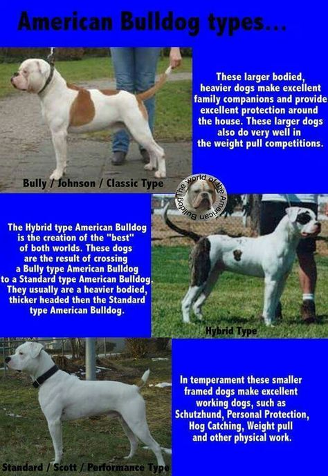 American Bulldog types American Bulldog Scott, Johnson American Bulldog, American Bulldog Puppies, Bully Dogs, American Bulldogs, Pitt Bulls, American Bull, Crazy Dogs, Awesome Crafts