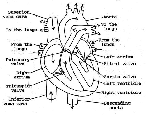 Simple Heart Diagram, Heart Anatomy Drawing, Heart Blood Flow, Human Heart Diagram, Heart Flow, Heart Circulation, Cardiac Cycle, Heart Structure, Tricuspid Valve