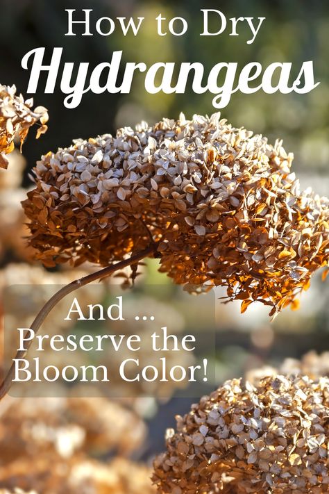 Drying Hydrangea Blooms, Preserving Hydrangea Blooms, How To Preserve Hydrangea Blooms, Dried Hydrangeas Decor Ideas Fall, How To Dry Hydrangea Blooms, Drying Hydrangeas How To, Spray Paint Hydrangeas, Dried Hydrangeas Decor Ideas, Dried Hydrangeas Centerpiece