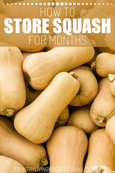 Learn how to store squash long term. What to do with winter squash to keep squash and pumpkins good for months. Enjoy squash and pumpkins all winter using these proven storage methods to store whole gourds, squash and pumpkins Storing Squash For The Winter, How To Store Squash, Storing Squash, Pumpkin Storage, Canning Squash, Cushaw Squash, Canned Squash, Crookneck Squash, Pumpkin Squash