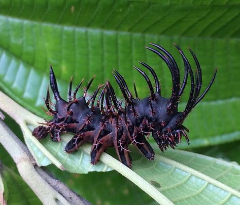 Cool Animal Species, Macro Fotografia, Closed Species, Cool Insects, Moth Caterpillar, Cool Bugs, Interesting Animals, Beautiful Bugs, 다크 판타지