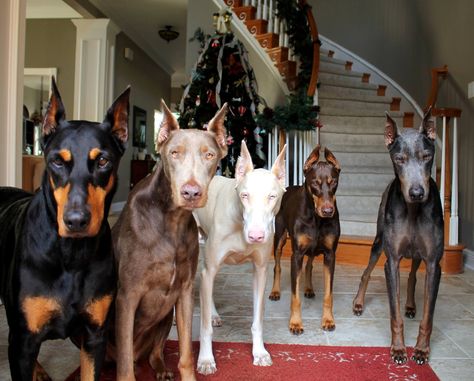 If this was the door to my house... I would be in heaven!! Perro Doberman Pinscher, Dog City, Doberman Breed, Doberman Pinscher Dog, Doberman Dogs, Dream Family, Dream Dog, Dog Help, Puppy Breeds