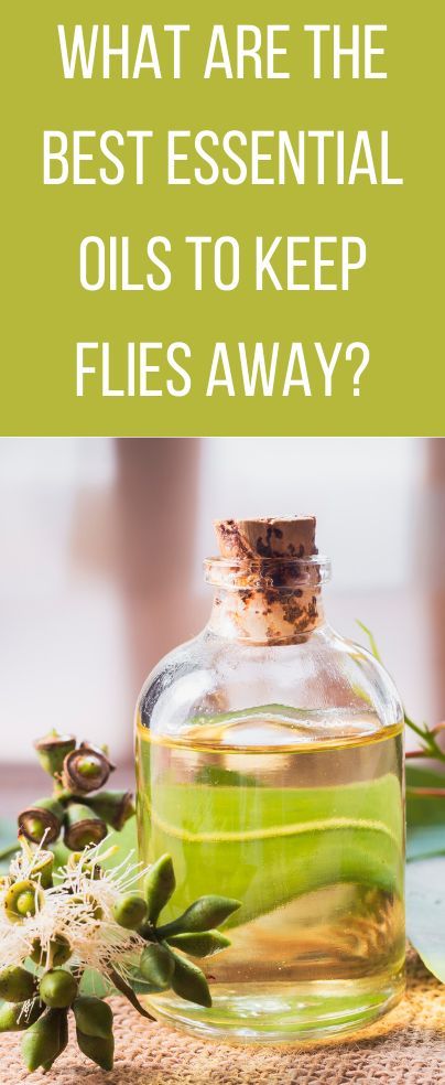 Essential Oils To Repel Flies, What Essential Oils Repel Flys, Essential Oil For Flies, Essential Oils For Flies Outside, Essential Oils To Get Rid Of Flies, Fly Repellant Diy Outdoors Essential Oil, Essential Oils For Gnats Diffuser, Essential Oil Fly Repellant, Essential Oil Sprays Diy