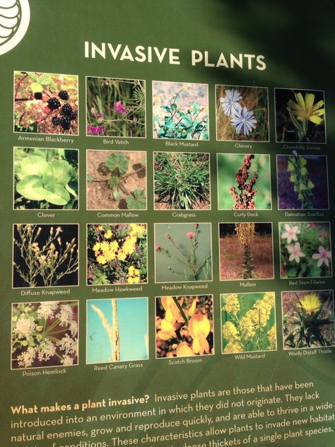 Invasive Species Oregon Influencer Ideas, Invasive Plants, Invasive Species, Gorgeous Gardens, 2024 Vision, Oregon, Influencer, Vision Board, Plants