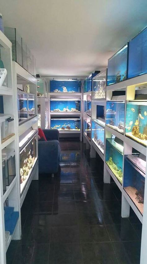 Fish Room Ideas Aquarium, Aquarium Room Ideas, Aquarium Room, Fish Room, Aquarium Store, Fish Aquarium Decorations, Aquarium Shop, Fish Store, Aquarium Set