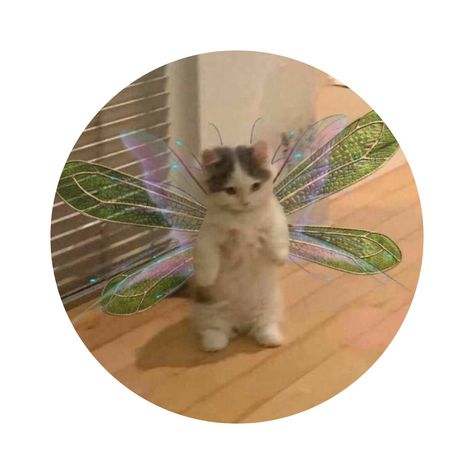 Cat Dps, Dp Aesthetic, Aesthetic Angel, Aesthetic Cat, Cats Aesthetic, A Cat, Cute Cat, Profile Picture, Angel