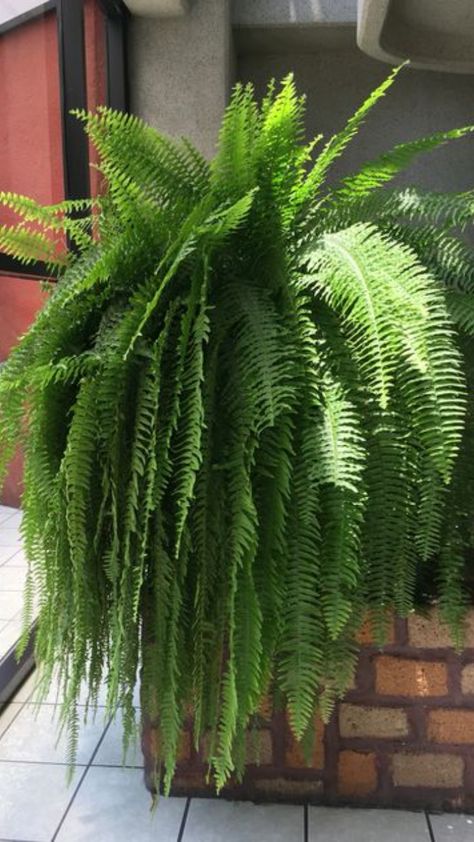 Indoor Plants Bathroom, Fern House, Indoor Plants Apartments, Indoor Plants Diy, Hanging Ferns, Indoor Tropical Plants, Indoor Plant Wall, Tanaman Pot, Ferns Garden