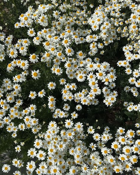 Cami Core Aesthetic, Camilla Plant, Katyacore Aesthetics, Camomile Flower Aesthetic, April Core Aesthetic, Calendula Flower Aesthetic, Camilla + Core + Aesthetic, Carmela Core, Chamomile Flowers Aesthetic