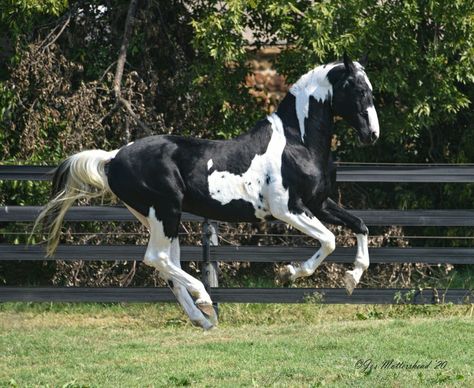 Horse Poses, Horse Coat Colors, Warmblood Horses, Pony Breeds, Horse Coats, Horse Colors, Pinto Horse, Riding Horse, Most Beautiful Horses