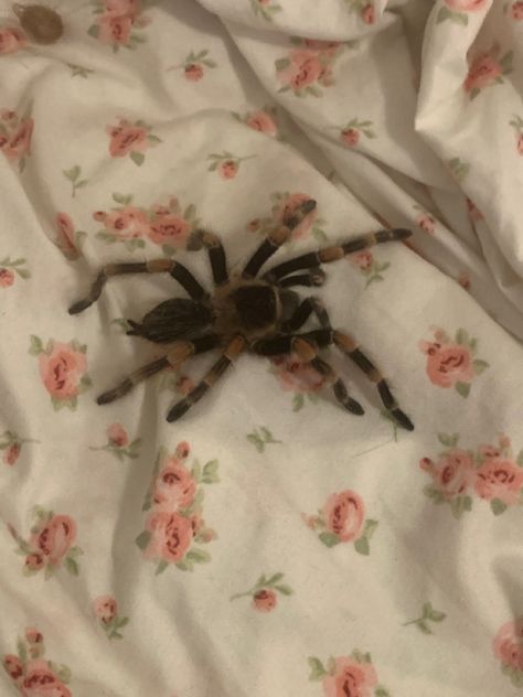 Coquette Tarantula, Coquette Spider, Scary Coquette, Tarantula Aesthetic, Spiders Aesthetic, Cool Spiders, Cute Tarantula, Spooky Coquette, Tarantula Habitat