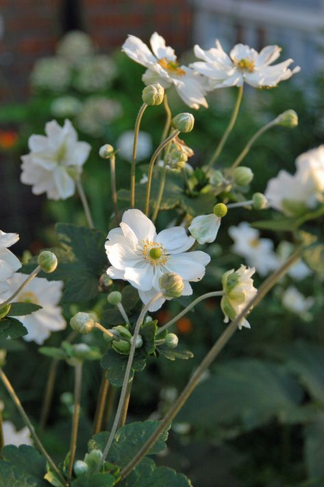 Anemone Hybrida Honorine Jobert, Anemone X Hybrida, Japanese Anemone Honorine Jobert, Honorine Jobert Anemone, Anemone Honorine Jobert Combination, Japanese Anemone White, Japanese Anemone Garden, Anemone Honorine Jobert, Small London Garden