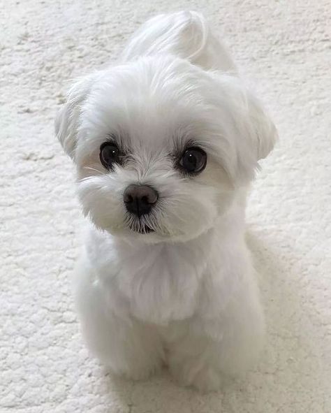 White Maltipoo Haircut Styles, Mini Maltese Puppy, Korean Maltese, White Poodle Puppy, White Maltese Puppy, Maltese Dogs Grooming, Maltese Puppy Cut, Maltese Dogs Haircuts, Maltese Haircut