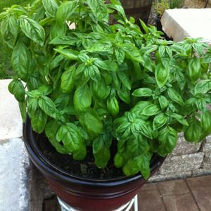 7 tips for growing mad giant basil plants | Offbeat Home Farming Tips, Growing Basil, Basil Plant, Gardening 101, Have Inspiration, Veggie Garden, Growing Food, Edible Garden, Lawn And Garden