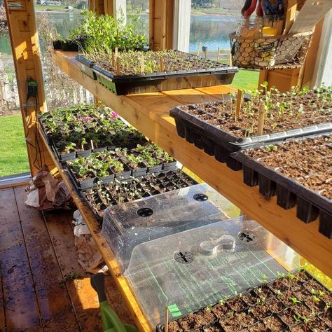 Are you interested in adding a greenhouse to your garden? I've had so many questions asked about my greenhouse, and hope to answer most of them here. Starting Seeds In Greenhouse, Shelves For Greenhouse, Greenhouse Shelf, Diy Greenhouse Shelves, Garden Preserving, Seed Starting Greenhouse, Greenhouse Tips, Greenhouse Projects, Greenhouse Shelves