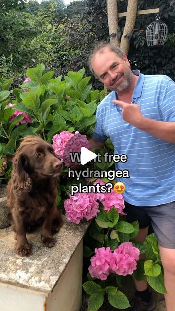 How To Grow Hydrangeas From Cuttings, Hydrangea Cuttings How To Grow, Hydrangea Propagation In Water, How To Plant Hydrangeas, Rooting Hydrangea Cuttings, Hydrangea Cuttings, Propagating Hydrangeas, Pruning Hydrangeas, Hydrangea Landscaping