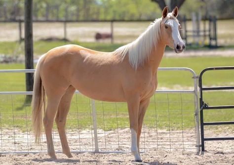 Palomino Quarter Horse Mare, Palomino Arabian, Palomino Thoroughbred, Throughbred Horses, Spirit And Rain, Mare Horse, Horse Coats, Palomino Horse, Reference Pics