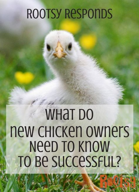 The Rootsy Community is awesome! This month's Community Supported Answer (CSA) is about backyard chickens. We want you to share your success tips and help beginners who are raising backyard chickens for the first time | Rootsy.org Urban Chicken Farming, Baby Chicks Raising, Chicken Incubator, Best Egg Laying Chickens, Raising Chicks, Egg Laying Chickens, Chicken Owner, Urban Chickens, Raise Chickens