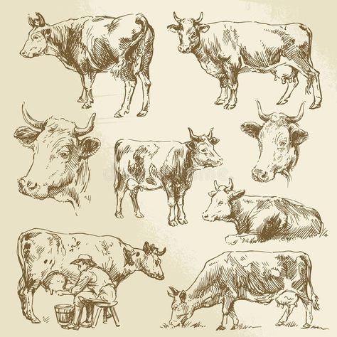 Cow Sketch, Draw Vector, Cow Illustration, Cow Drawing, Storybook Art, Asian Architecture, Cow Painting, Draw Sketch, Hand Draw