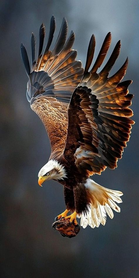 Birds Photography Nature, Wild Animal Wallpaper, Eagle Images, Eagle Painting, Photo Animaliere, Eagle Wallpaper, Eagle Pictures, Wild Animals Pictures, Eagle Art