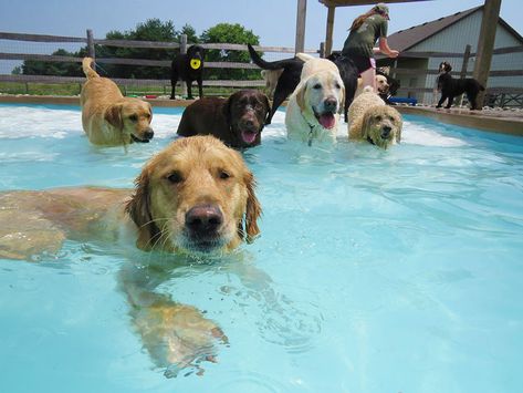 This Is What A ‘Pool Pawty’ At A Dog Daycare Center Looks Like. Epic Pools, Pool Sand, Dog Pool, Dog Swimming, Fiberglass Pools, Labrador Puppy, Dog Daycare, Therapy Dogs, Free Dogs