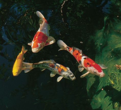 There are currently over one hundred varieties of koi, with new types been actively developed. Each variety has its own colouration and scale type which is used to name and catororise the koi. These varieties are generally divided into 13 recognised classifications.1. KohakuKohaku are a shiro (white bodied) koi with patches of hi (red markings). The hi can vary between light orange-red and dark red. The pattern of the hi will further distinguish the koi, for example a Kohaku with a zigzag hi ... Showa Koi, Butterfly Koi, Common Carp, Koi Painting, Koi Fish Drawing, Dragon Fish, Taisho Era, Orange Fish, Lightning Strike