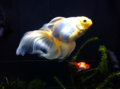 veiltail goldfish | Pin it Like Visit Site Veiltail Goldfish, Comet Goldfish, Goldfish Types, Fish Goldfish, Carp, Popular Pins, Goldfish, Pin It, Makeup Products