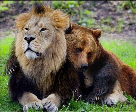 Unusual Animal Friends, Unlikely Animal Friends, Unusual Animal Friendships, Animal Friendships, Animal Hugs, Unlikely Friends, Brown Bears, Animals Friendship, Unusual Animals