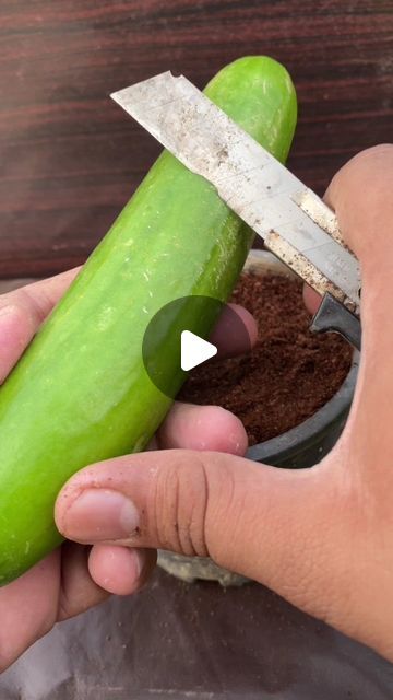 Cucumber Garden Ideas, How To Plant Cucumbers, Cucumber Growing, Cucumber Garden, How To Grow Cucumbers, Grow Cucumbers, Cucumber Plant, Growing Cucumbers, Gym Ideas