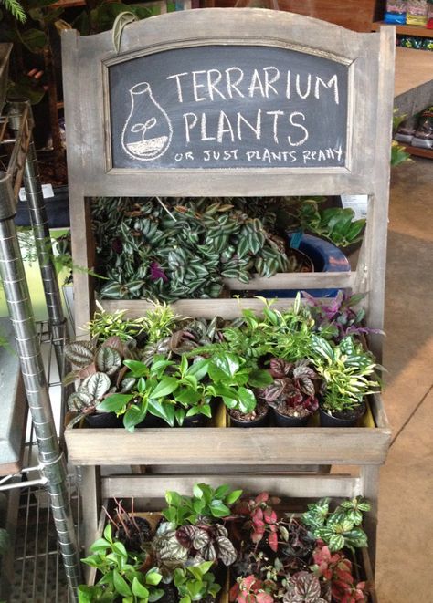 // @fluffymuffin03 // Plant Shop Ideas Inspiration, Plant Retail Display, Retail Plant Display, Plant Vendor Booth Display Ideas, Plant Vendor Booth, Retail Greenhouse Display Ideas, House Plant Shop, Plant Buisness Ideas, Retail Plant Display Ideas