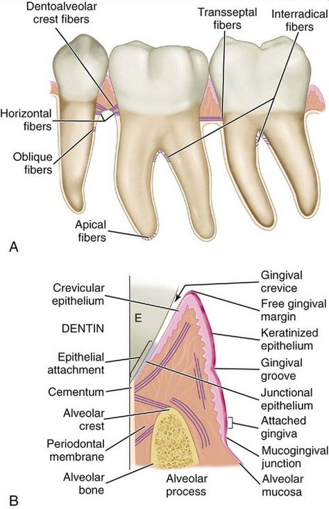 measurements of the crowns and roots, root form, and anchorage and angles at which teeth are set in the jaws. It has been suggested that when well-formed teeth are in normal alignment with normal gingival contour Anatomy Head, Dental Hygienist School, Dental Assistant Study, Teeth Anatomy, Dental Hygiene Student, Dental World, Kedokteran Gigi, Dental Hygiene School, Dentistry Student