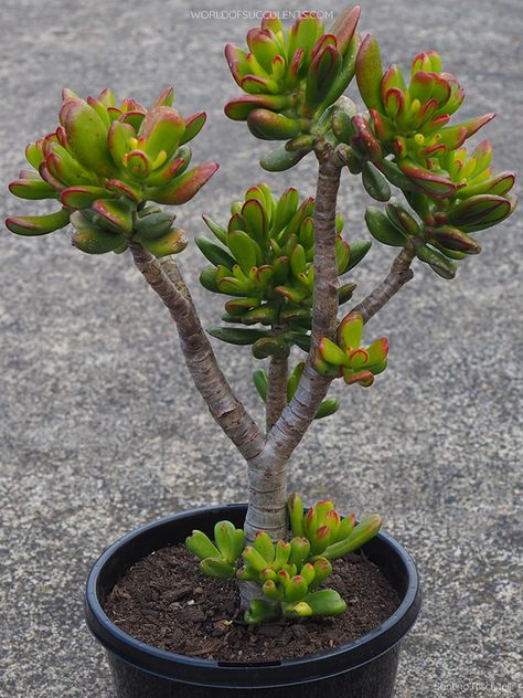 Crassula Ovata Jade, Echeveria Succulent, Mame Bonsai, Plant Varieties, Jade Plant, Mix Of Colors, Succulent Garden Diy, Crassula Ovata, Jade Plants