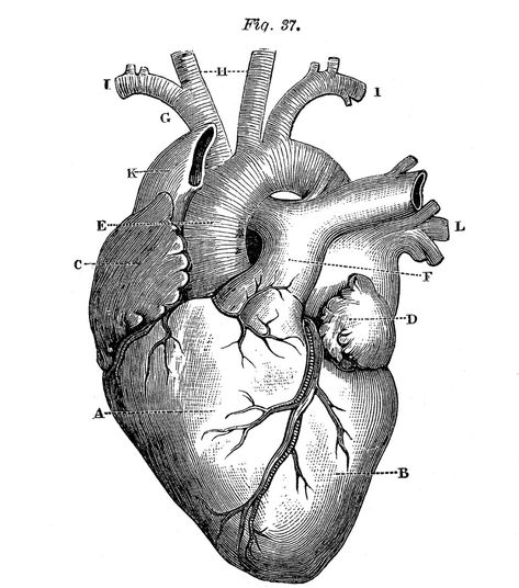 Heart Anatomy Drawing, Anatomical Heart Drawing, Human Heart Anatomy, Medical Drawings, Heart Anatomy, Science Illustration, Heart Sketch, Shoulder Tattoos, Heart Illustration