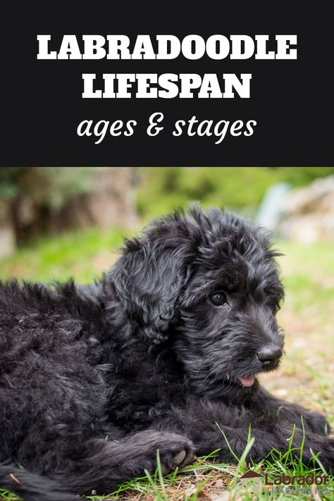 This article looks at exactly how long Labradoodle dogs live, and what to expect from a Labradoodle at each stage of their lives. Labradoodle Haircut Style Teddy Bears, Black Labradoodle Haircut Style, Labradoodle Aesthetic, Labradoodle Grooming Style, Labradoodle Full Grown, Labradoodle Haircut Style, Labradoodle Cuts, Black Labradoodle Puppy, Cream Labrador