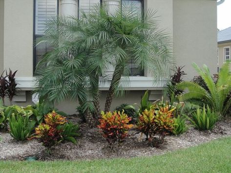 pygmy palm | Pygmy date palms are popular landscape focal points. (Photo: Special ... Robellini Palm Landscaping, Date Palm Tree Landscaping, Pygmy Palm, Palm Landscaping, Curved Driveway, Robellini Palm, Pool Landscapes, Small Front Garden Ideas, Palm Trees Landscaping