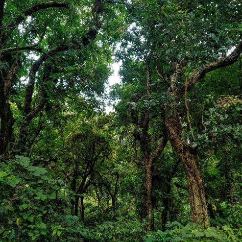 Did you know? South Africa’s forests are mostly on the eastern coast of the country from as far south as Gansbaai up to Richards Bay and the border of Mozambique. The largest continuous forests in the country are the Knysna and Tsitsikamma forests. #greenery #lifeisagarden #forests #savetheforests #LIAG Knysna Forest South Africa, South Africa Nature, African Forest, African Architecture, Eagle Painting, Earth Element, Knysna, Design Technology, Earth Elements