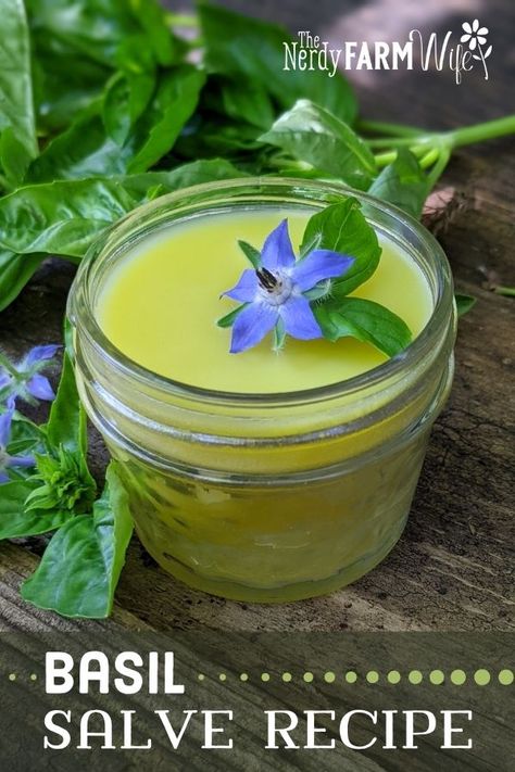 How To Make Herbal Salves, Salves And Balms Natural Remedies, Basil Extract Diy, Medicinal Uses For Basil, Henbit Salve, Diy Herbal Salves, Basil Herbal Remedies, Diy Basil Salve, Sage Salve Recipe