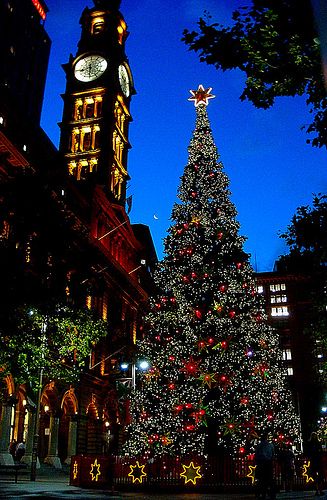 Christmas at the Westin Sydney Christmas Reflections, City Christmas, Christmas In Australia, Christmas In The City, Xmas Trees, Beautiful Christmas Trees, Christmas Scenes, Noel Christmas, Santa Baby