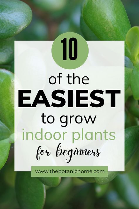 Create a beautiful indoor garden with these 10 beginner-friendly plants that are easy to care for #indoorplants #beginnergardener #easyplants #homedecor Best Plants For Beginners, Indoor Plants Beginners, Easy Beginner Plants, Best Houseplants For Beginners, Easy To Grow House Plants, Easy Care Plants Indoor, Medium Light Plants Indoor, Easy To Care For House Plants, Easy Indoor Plants For Beginners