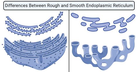 Last Updated on August 31, 2020 by Sagar AryalRough Endoplasmic Reticulum (RER) The rough endoplasmic reticulum is a type of endoplasmic reticulum consisting of flattened sacs, studded with protein-synthesizing particles termed ribosomes on the outer surface. The rough endoplasmic reticulum is a part of the endomembrane system that is present in the cytoplasm of the ... Read more 13 Differences Between Rough & Smooth Endoplasmic Reticulum The post 13 Differences Between Rough & Smooth Smooth Endoplasmic Reticulum, Rough Endoplasmic Reticulum, Endomembrane System, Microbiology Notes, Endoplasmic Reticulum, Human Cell, Nuclear Membrane, Plant And Animal Cells, Cell Organelles