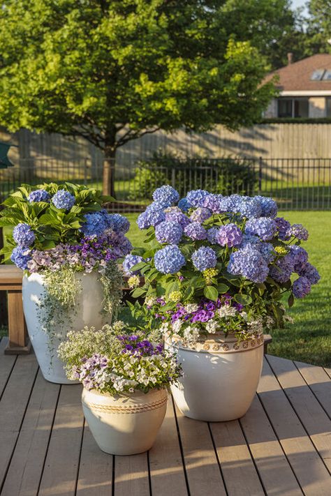 Hydrangea Planters, Hydrangea Potted, Hydrangea Varieties, Bigleaf Hydrangea, Tattoo Plant, Porch Flowers, Growing Hydrangeas, Garden Stand, Hydrangea Macrophylla