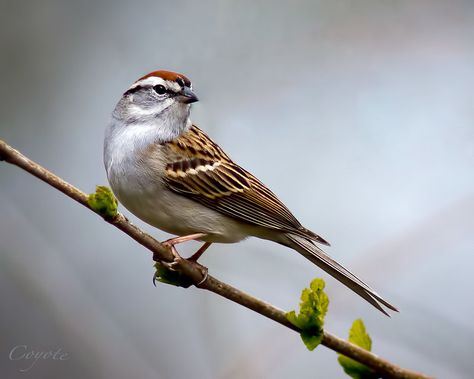 Chipping Sparrow, Beautiful Paintings Of Nature, Bird Reference, Sparrow Art, Tattoo Bird, Pet Drawing, Bird Drawing, Sparrow Bird, Bird Photos