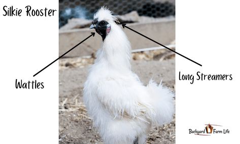 Silkie Hen Vs. Rooster: How To Tell The Difference (With Pictures!) Silkie Rooster, Silkie Hen, Silkie Chickens, Backyard Farming, Pet Day, Chicken Breeds, Baby Chicks, Useful Life Hacks, Farm Life