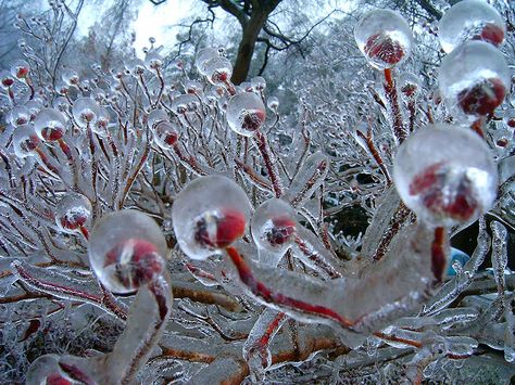 Frozen Flower Buds picture reminds me of Madonna's "Frozen". Some people get frozen like these flower buds after a storm...and all we need to unfreeze them is the healing warmth of love...  "You only see what your eyes want to see How can life be what you want it to be You're frozen When your heart's not open... Mmmmmm, if I could melt your heart Mmmmmm, we'd never be apart Mmmmmm, give yourself to me Mmmmmm, you hold the key..." Freeze Ice, Ice Art, Bel Art, Ice Storm, Winter Beauty, Foto Art, Snow And Ice, Main Game, Flower Bud