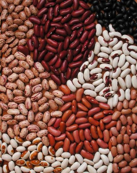 Cereals And Pulses, Beans Benefits, Como Plantar Pitaya, Beans Image, Low Cost Meals, Bean Varieties, White Kidney Beans, Kidney Bean, Dry Beans