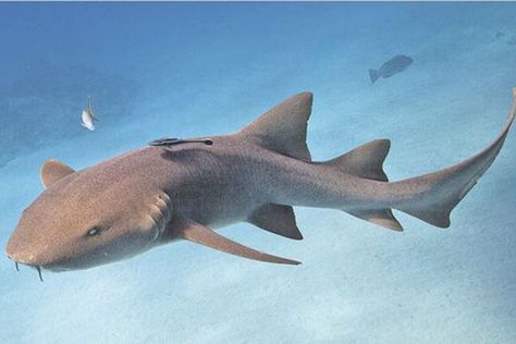 Six of Our Favorite Species of Sharks - Free The Ocean - Nurse Shark Eaten Alive, Leopard Shark, Shark Photos, Shark Pictures, Species Of Sharks, Nurse Shark, Shark Tattoos, Marine Ecosystem, Cute Shark